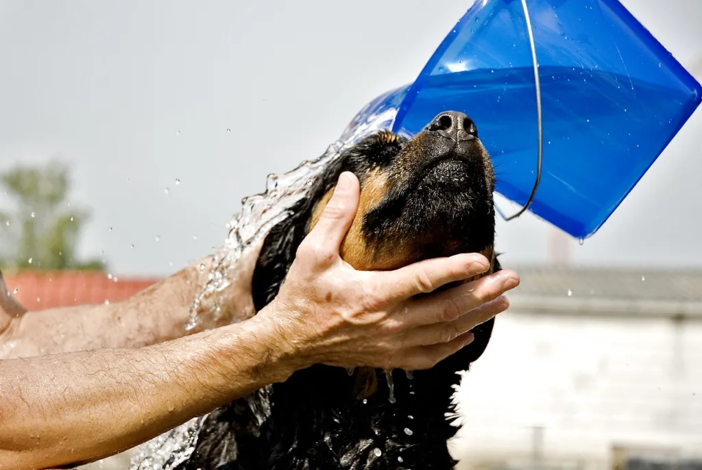 幫毛孩洗澡時手法須溫柔，避免給毛孩留下不好的印象。圖片來源：Pixabay。