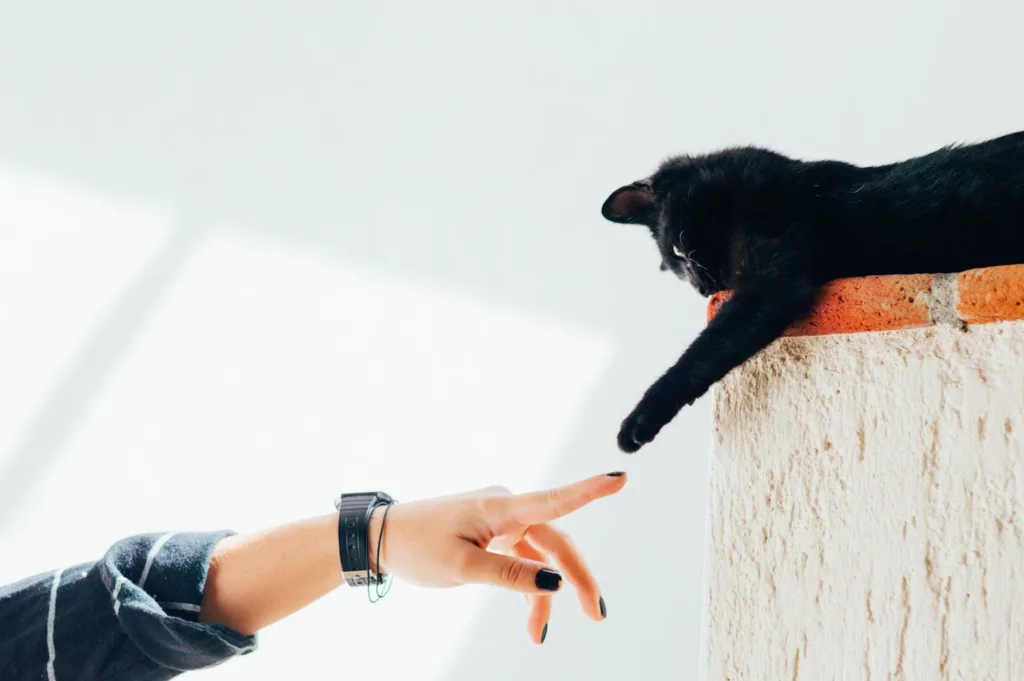 貓咪需要使用專用的貓咪沐浴乳，千萬不能與人類共用。圖片來源：Pixabay。