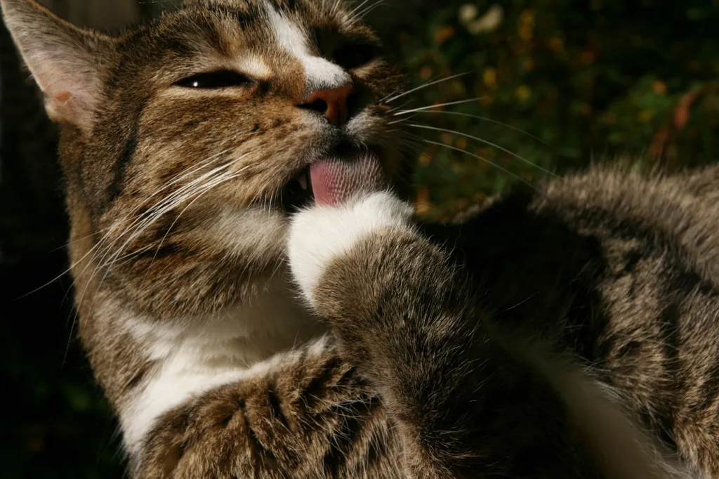 在選擇貓咪沐浴乳時應該要選擇成份較溫和、無添加的。圖片來源：Pixabay。