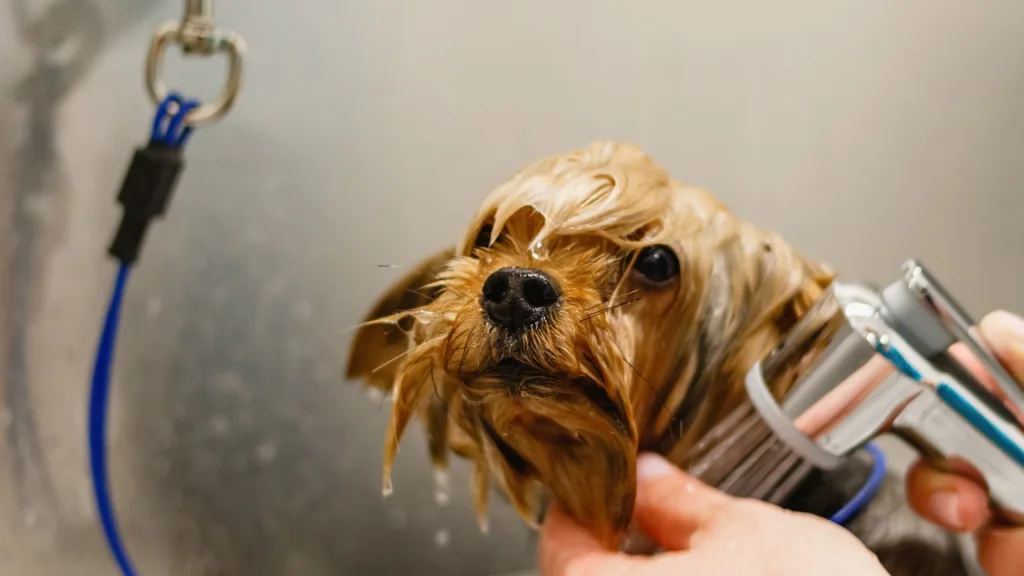 從日常生活來保養寵物的毛髮，是非常重要的。圖片來源：Pixabay。