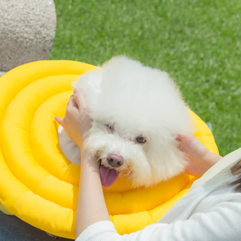 狗狗頭套種類二：甜甜圈型狗頭套。圖片來源：歸毛家族 臉書粉專。