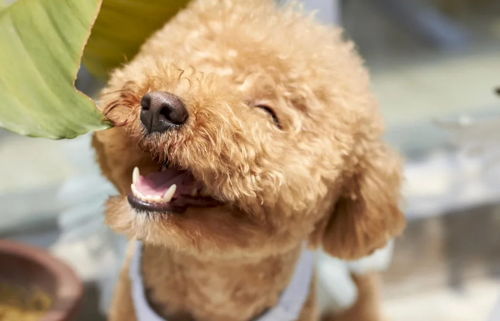 狗狗牙結石成因涉及到飲食和口腔衛生。圖片來源：Pixabay。