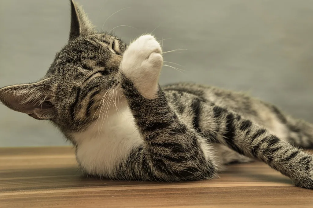 如果毛孩們有搔癢過度、舔舐的情況，可能就是有貓咪濕疹的問題。圖片來源：pixabay。