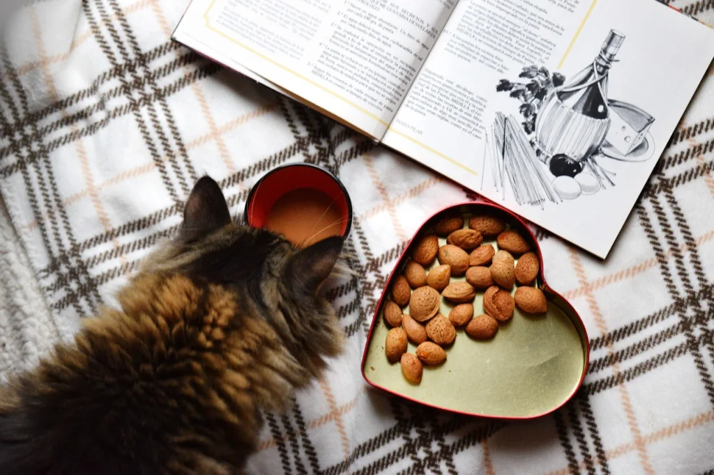 貓咪牙結石成因涉及到飲食和口腔衛生。圖片來源：Pixabay。