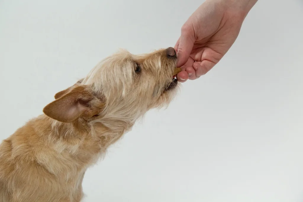 要預防狗狗口臭最好的方法就是每天刷牙。圖片來源：Pixabay。