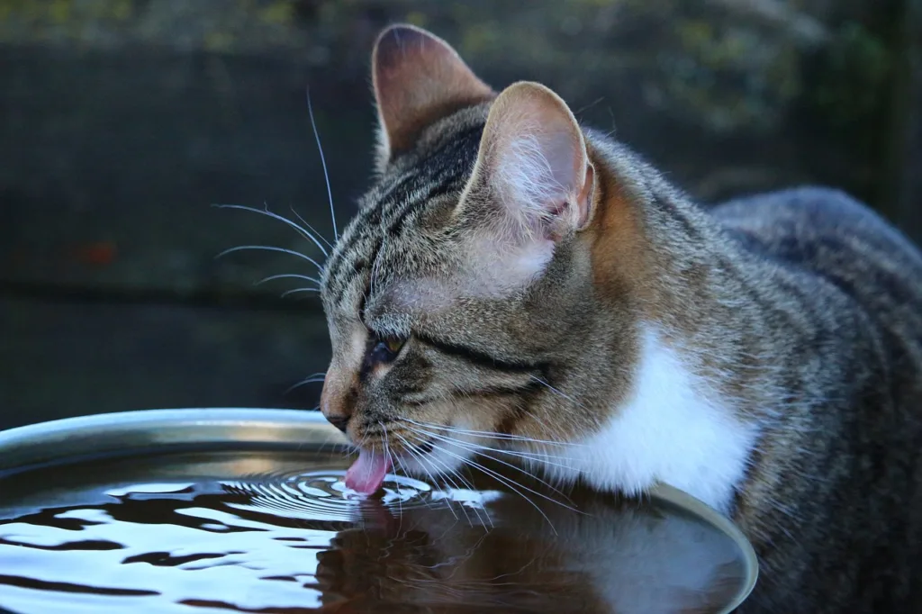 為了預防貓咪口炎，確保食器乾淨也是相當重要的一點。圖片來源：Unsplash。