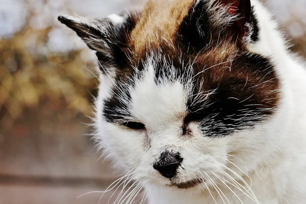 貓咪眼睛分泌物有時只是正常生理現象而已。圖片來源：pixabay。