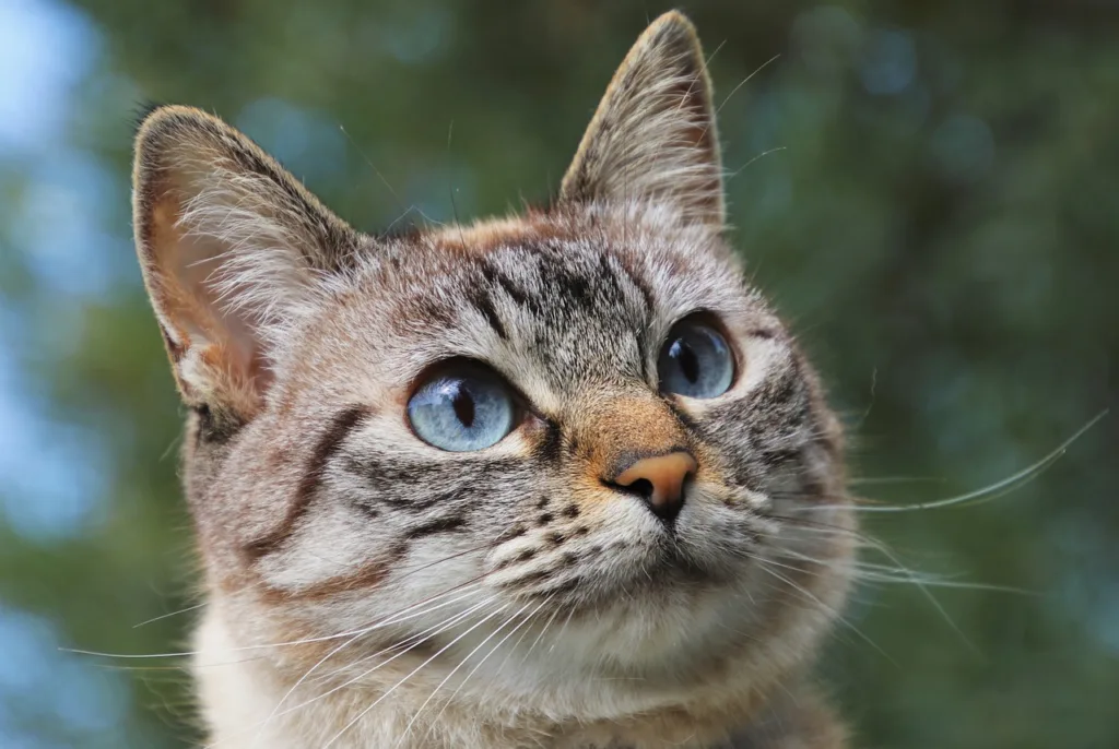 我們可以從貓咪眼睛分泌物來檢查貓咪是否有患上眼疾。圖片來源：pixabay。