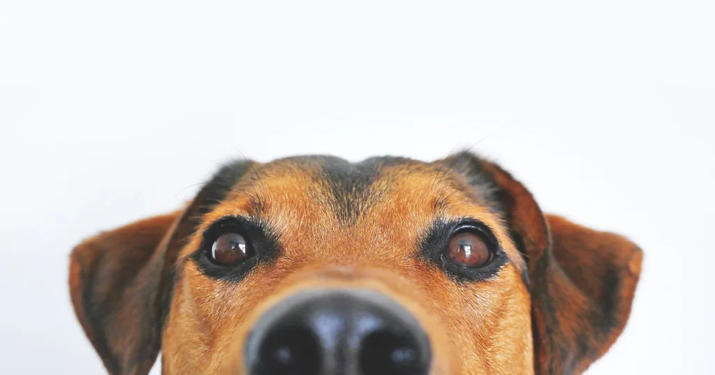 狗狗眼睛紅有時是外傷所致，需要特別注意。圖片來源：pixabay。