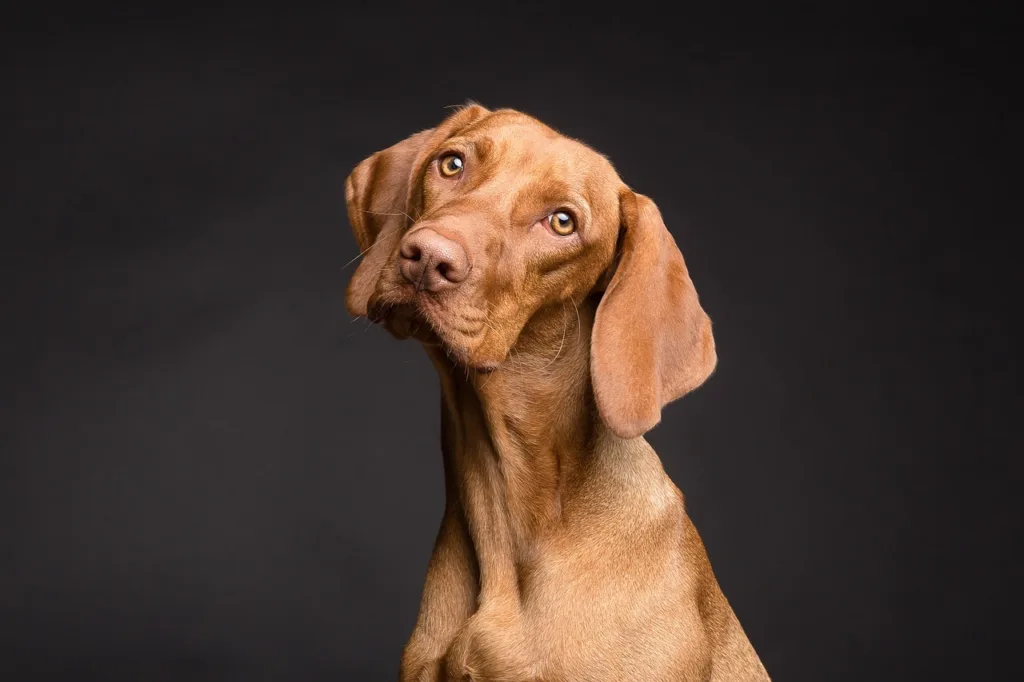 我們可以從日常飲食及營養攝取來改善狗狗眼睛紅的問題。圖片來源：pixabay。
