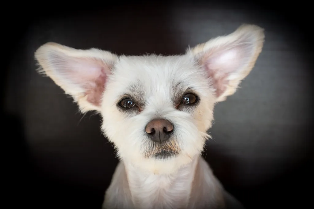 狗耳疥蟲以吸食耳道內的組織碎屑作為營養來源，會讓家中狗寶貝感到搔癢難耐或疼痛。圖片來源：pixabay。