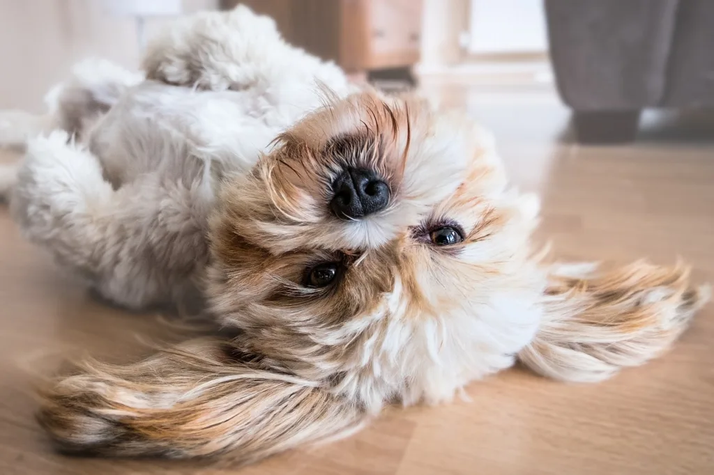 耳朵清潔不周也會讓狗狗耳朵臭，家長們在日常生活中一定要多注意。圖片來源：pixabay。