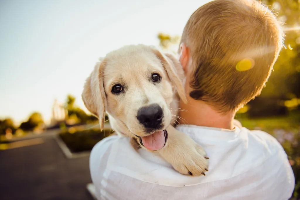 預防狗狗耳朵臭的方法之一就是保持居住環境的乾淨與整潔。圖片來源：pixabay。