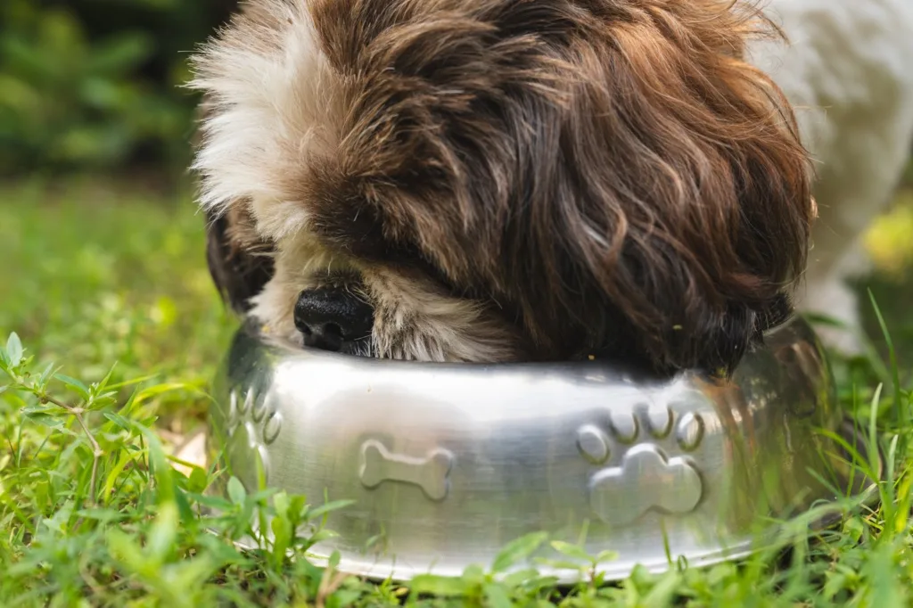 良好的飲食及飲水習慣是預防狗狗腸胃炎最直接有效的方式。圖片來源：Unsplash。