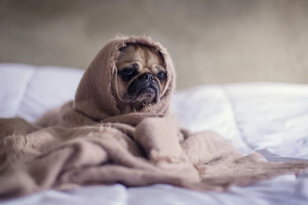 免疫力下降是造成狗狗毛囊炎的主要原因。圖片來源：Unsplash。