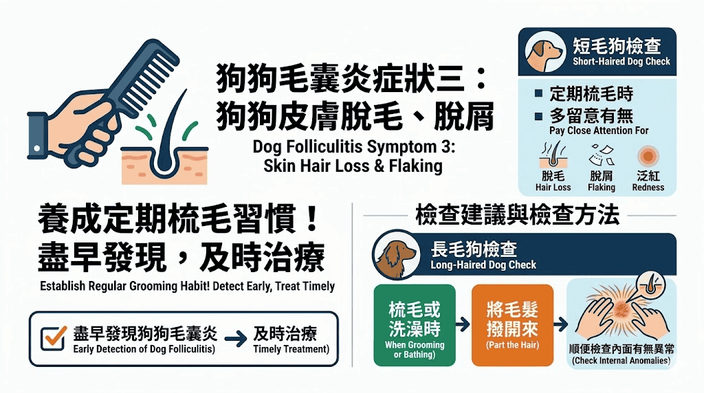 狗狗毛囊炎症狀三:狗狗皮膚脫毛、脫屑