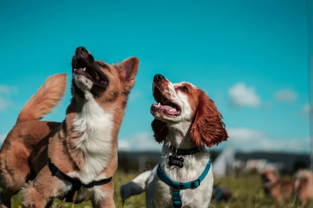 全能狗S為全能狗系列最新一代的口服藥產品。圖片來源：Unsplash。