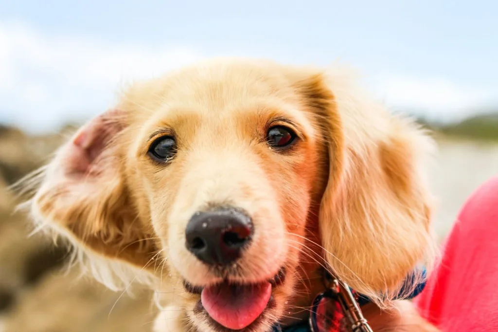 狗狗跟人類一樣，會對特定的刺激物過敏，此時可能就會讓狗狗眼睛周圍紅紅的。圖片來源：Unsplash。