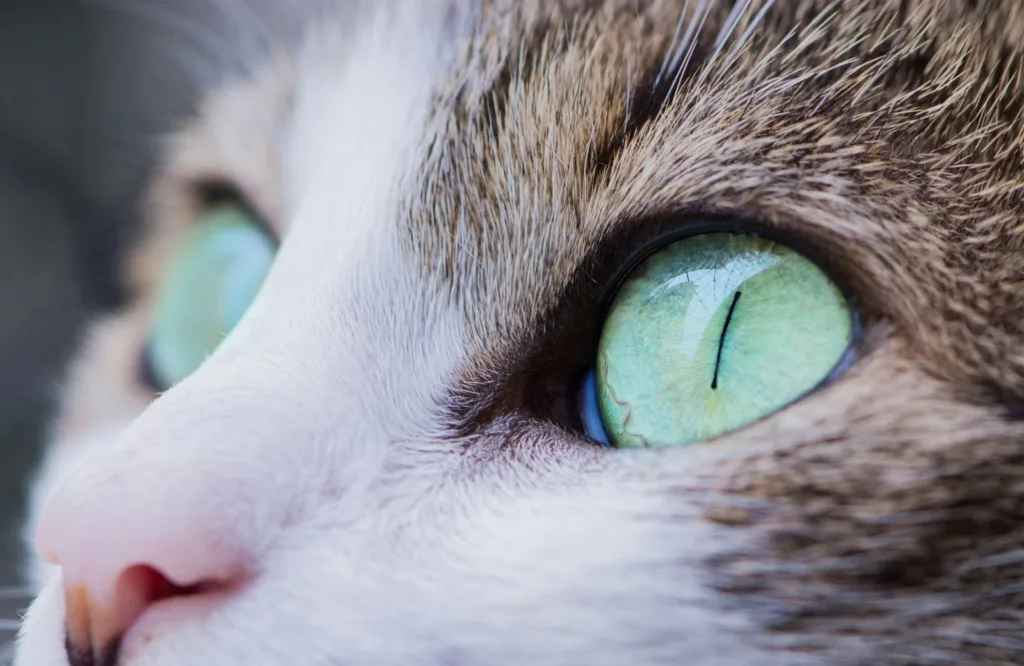 貓貓結膜炎有多種免疫組織，當其受到刺激時，便會導致劇烈的發炎反應。圖片來源：Unsplash。