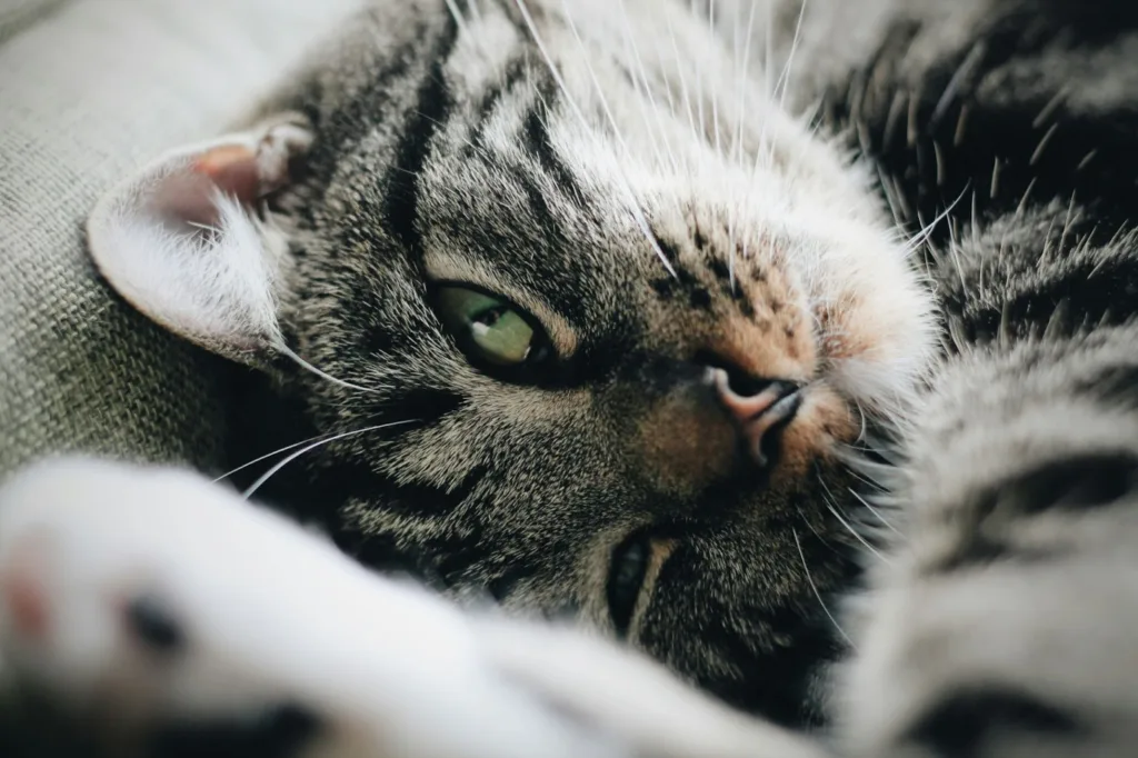 如果貓貓眼睛發炎，最常見的表現即為眼睛充血紅腫。圖片來源：Unsplash。