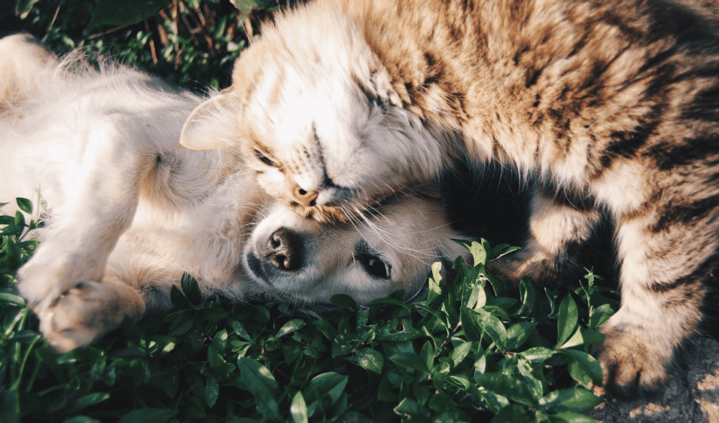 貓狗是人類最常飼養的寵物，但其實牠們各自所需的寵物營養比例不盡相同哦／圖取自 Pexels