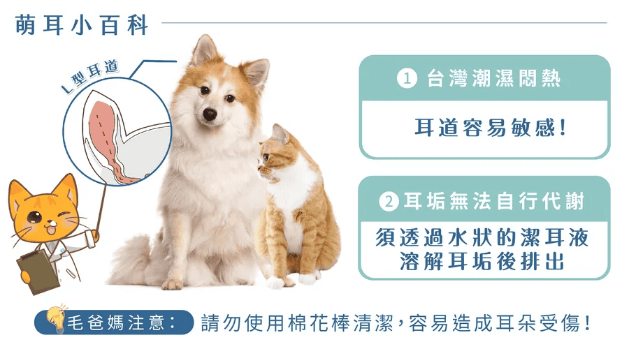 貓咪不可以用棉花棒直接清潔耳朵