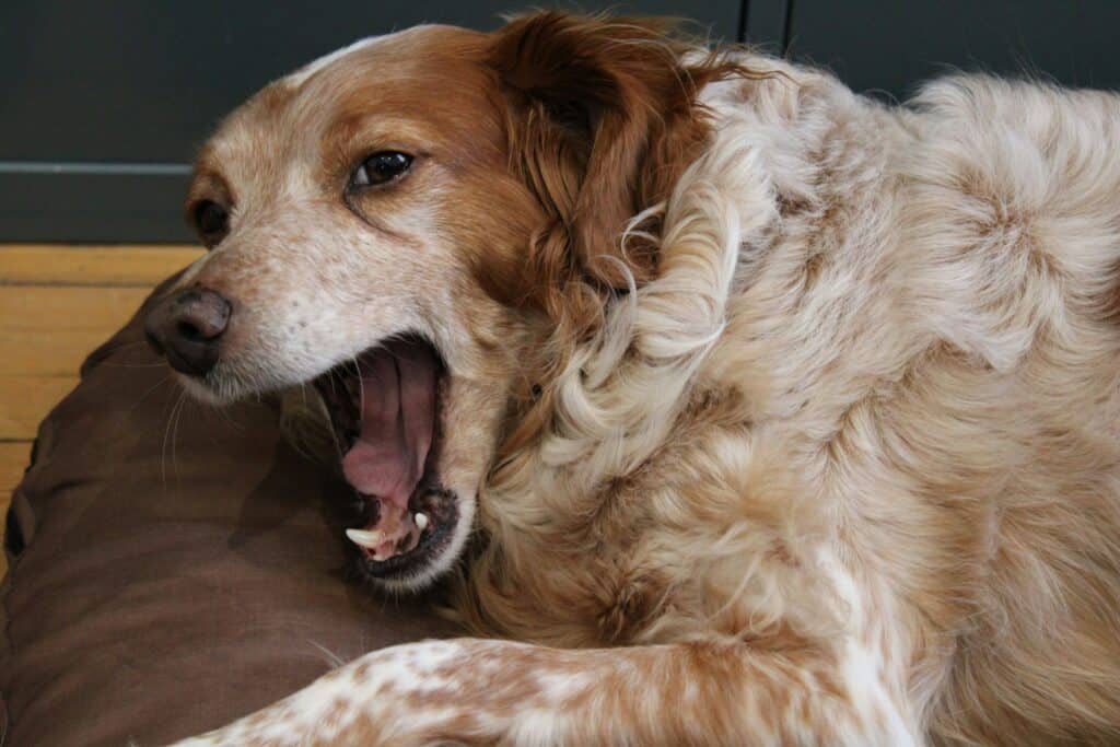 幼犬、老犬的呼吸道感染風險高,可以記錄下有無其他症狀出現,平時免疫力較弱的狗狗,也可與獸醫討論是否加入額外營養補充品。