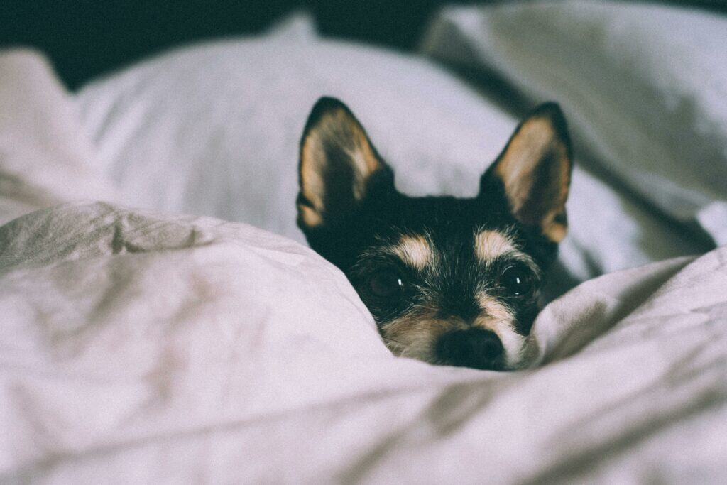狗狗皮膚黑色結痂