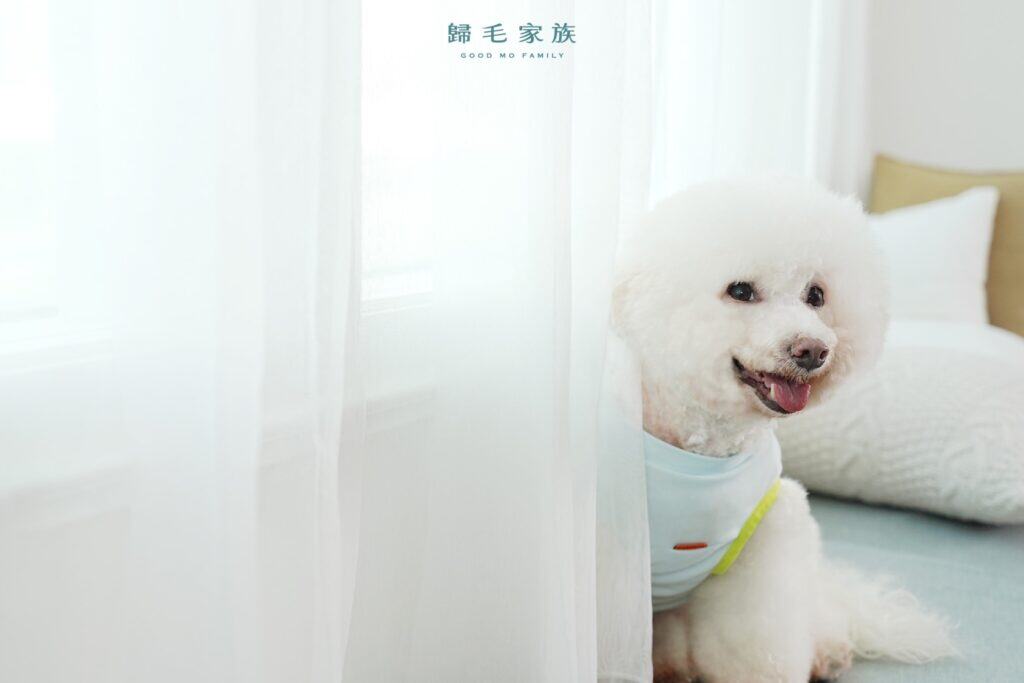 小型犬需要特別注意寵物氣管塌陷問題。