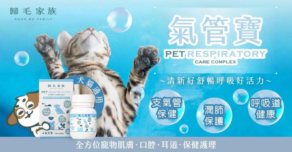 加強短吻貓、扁臉貓氣管保健，可以讓貓中暑時有更好的喘氣散熱能力來應對