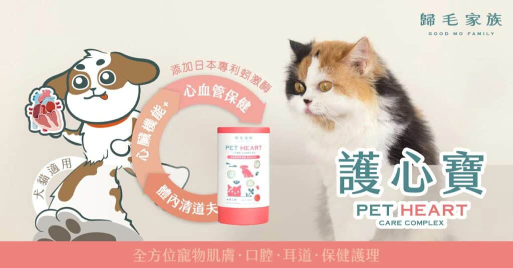 加強貓咪心血管保健，可以讓貓中暑時有更好的散熱能力可以應對