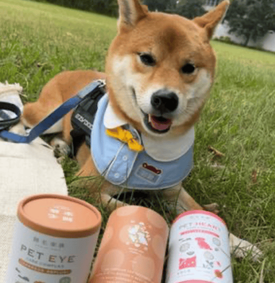 狗的視力保健